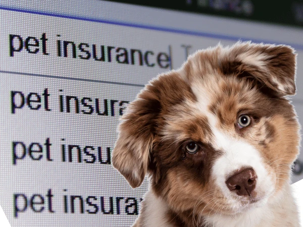 Pet Insurance for Dogs